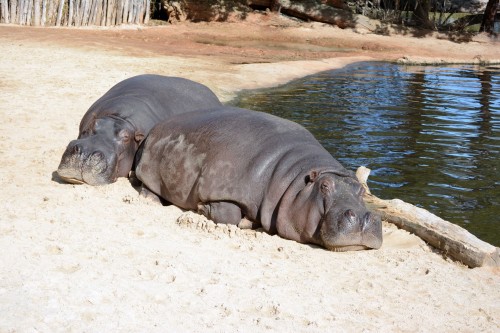 hippopotamus-relaxing